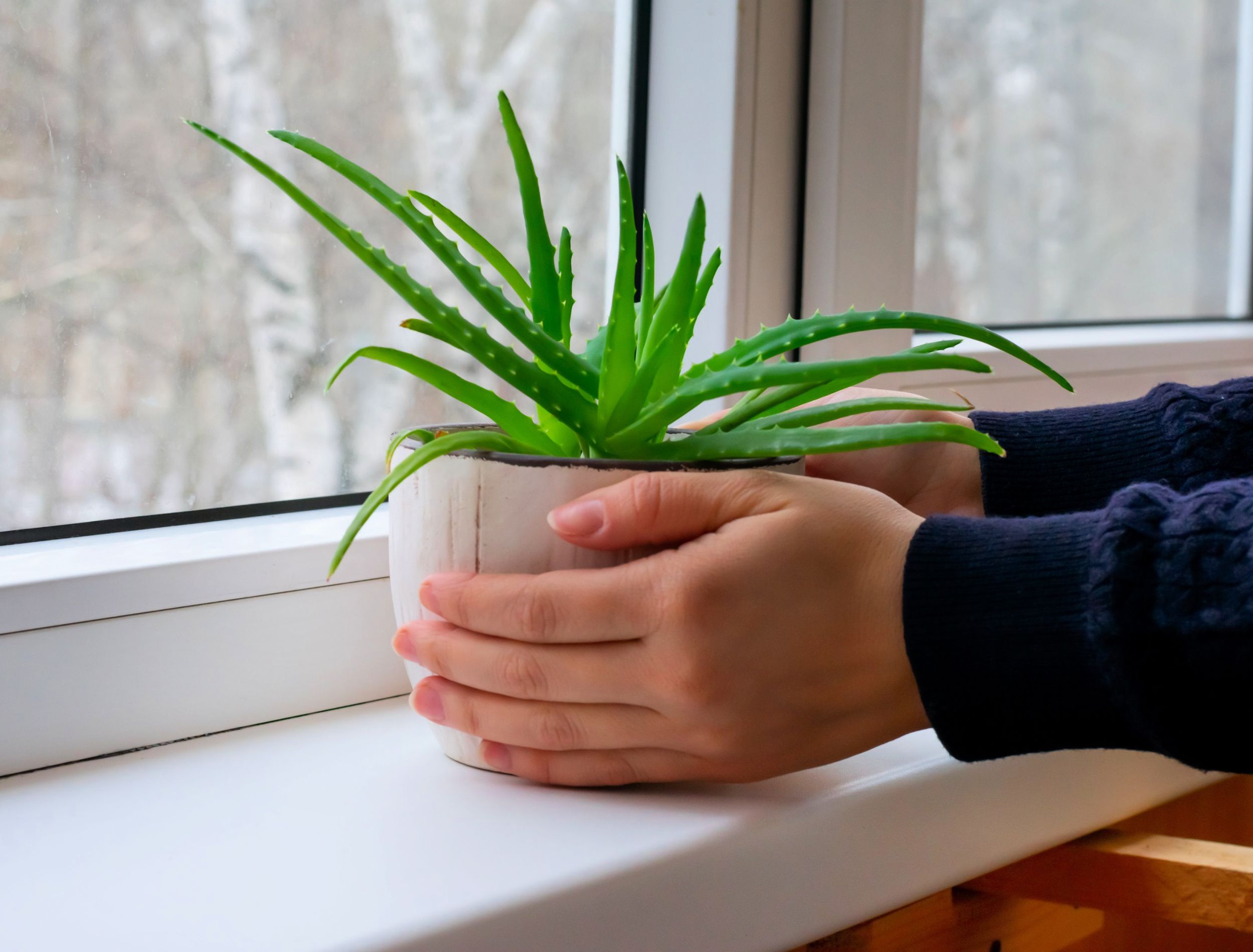 Young aloe plant with green leaves in flower pots. House plant in woman's hands. Putting on windowsill