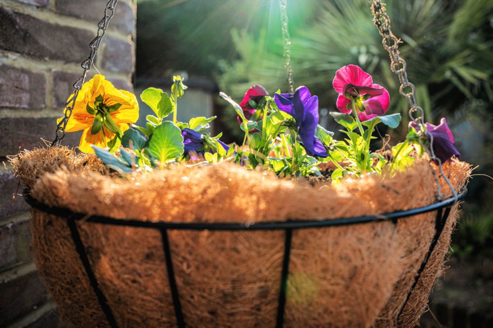 5 Winter Hanging Basket Ideas
