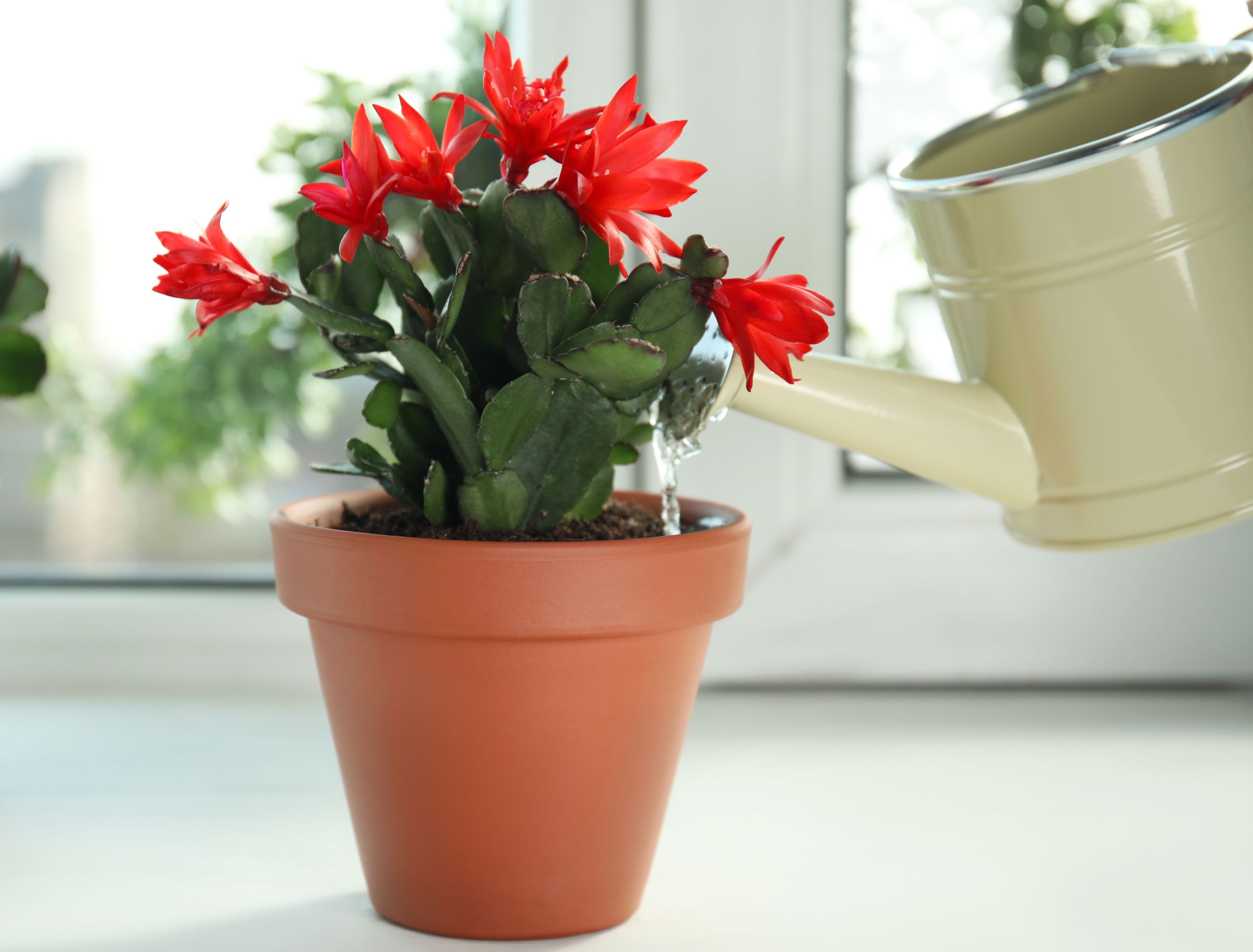 Watering beautiful blooming Schlumbergera plant (Christmas cactus) in pot on window sill