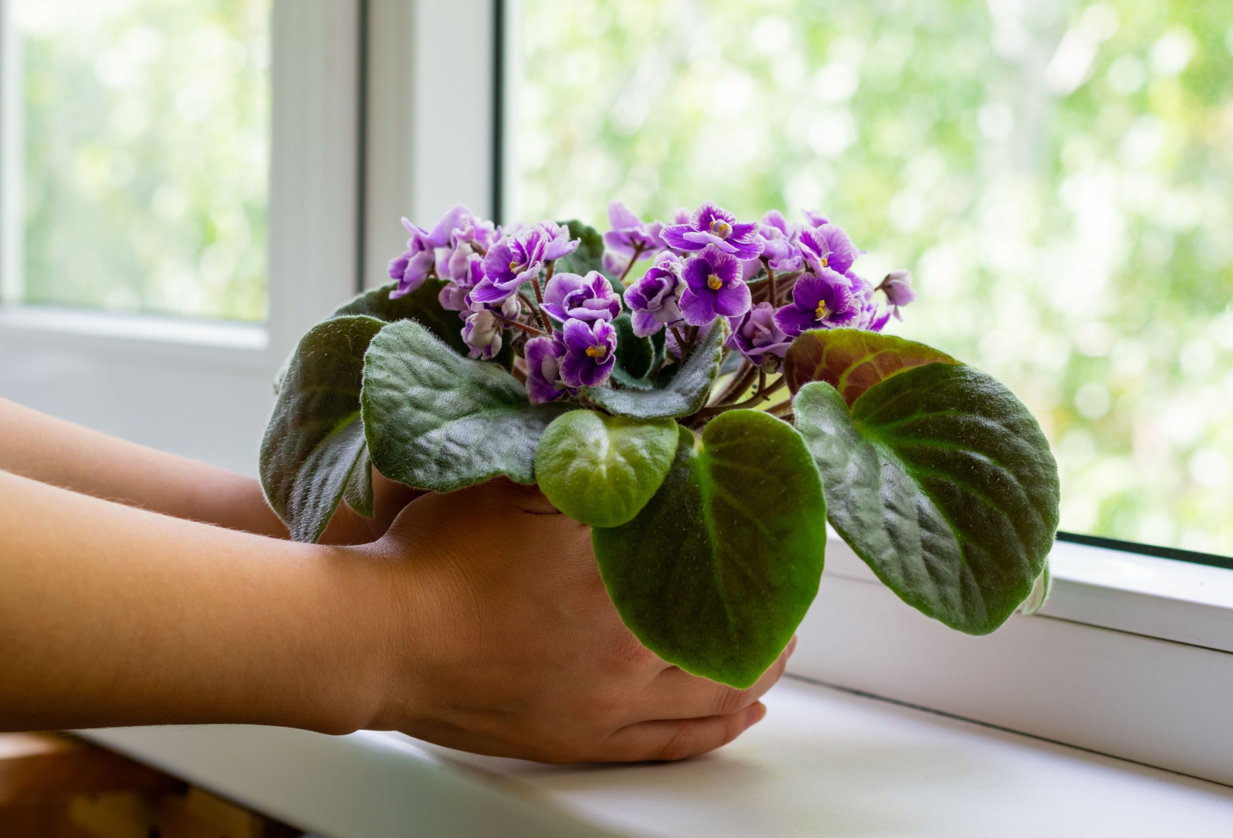 female hands hold flower pot with blossoming african violet flower