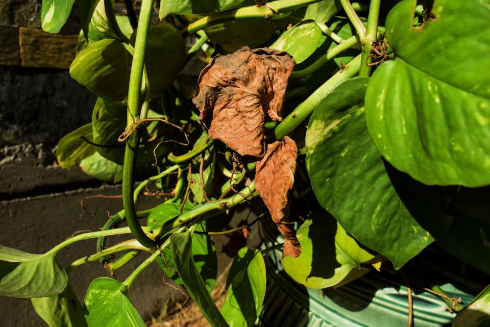 Decorative Money plant or Pothos growing with disease drying brown leaf. dried leaves of plants