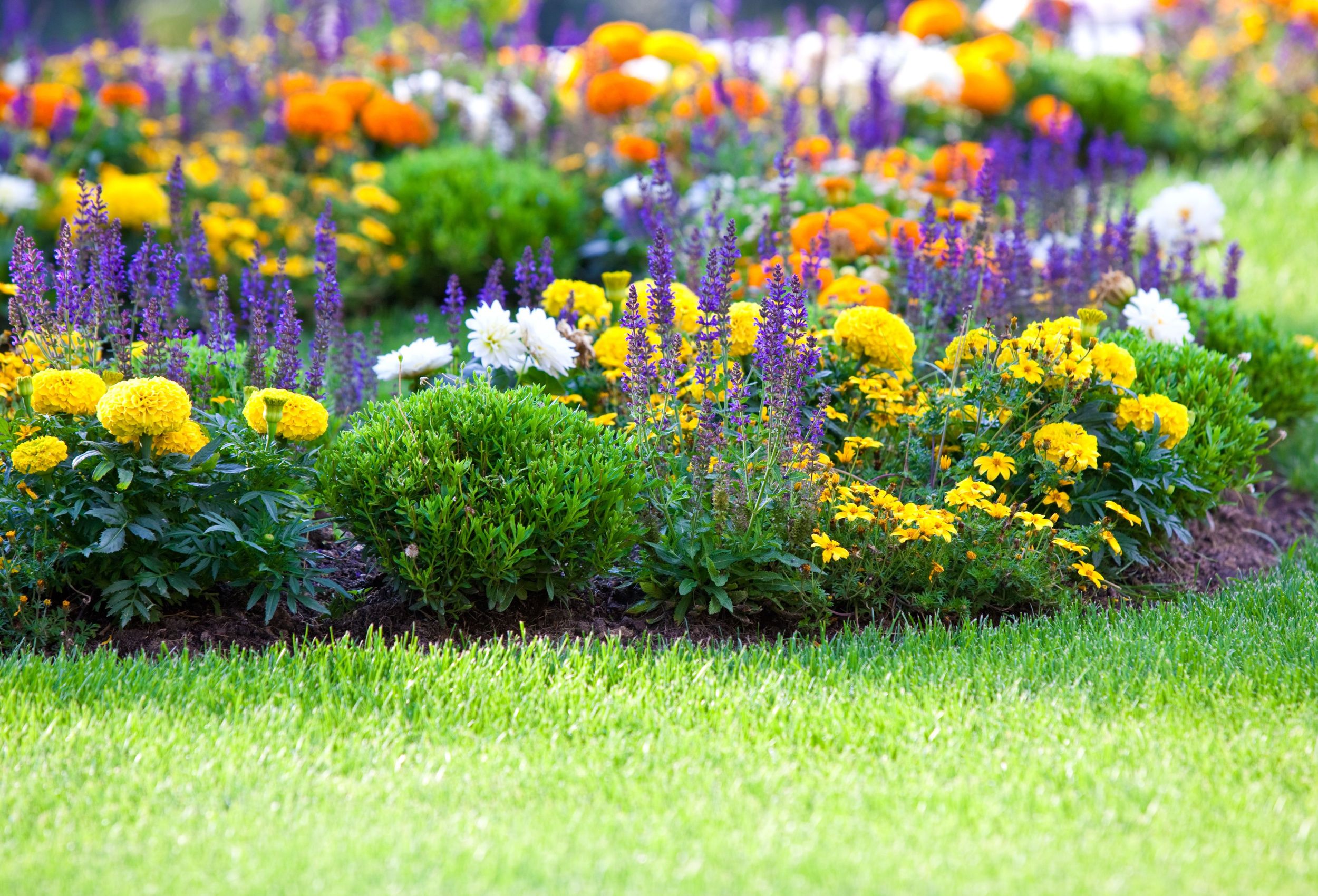 multicolored flowerbed on a lawn