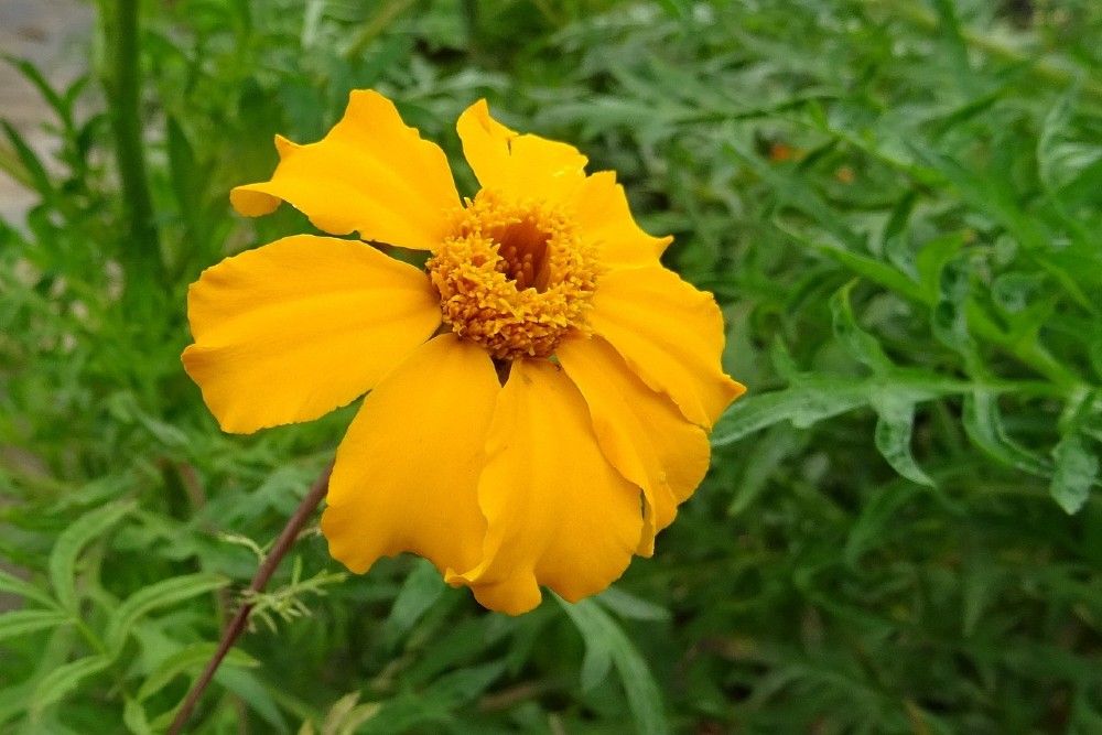 Yellow/Orange Signet Marigold Bloom
