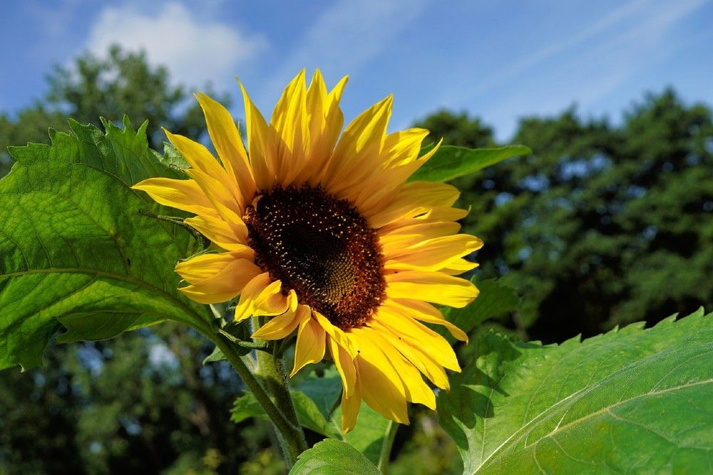 sunflower blooming in garden
