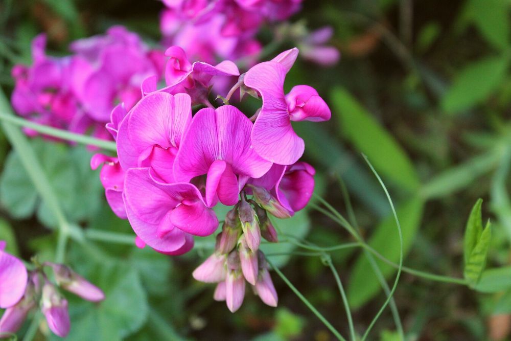 Sweet pea in pink close-up