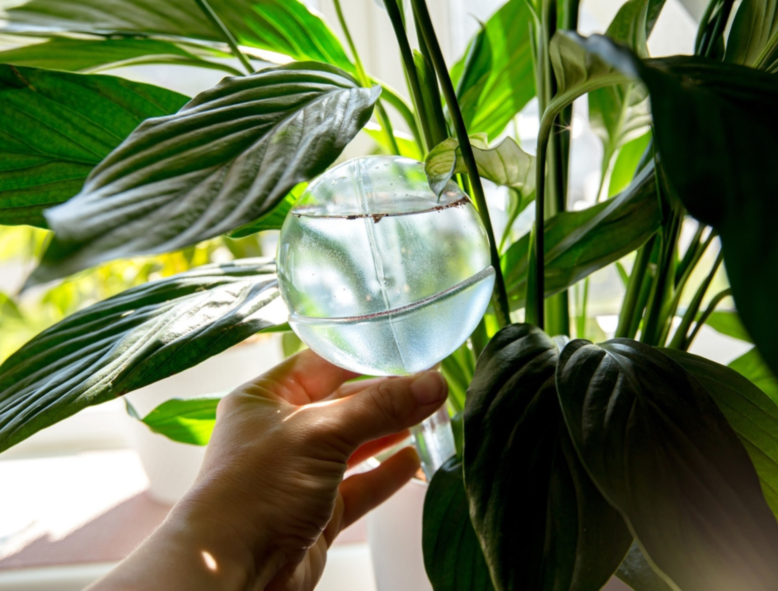 Person hand insert round transparent self watering device globe inside potted peace lilies
