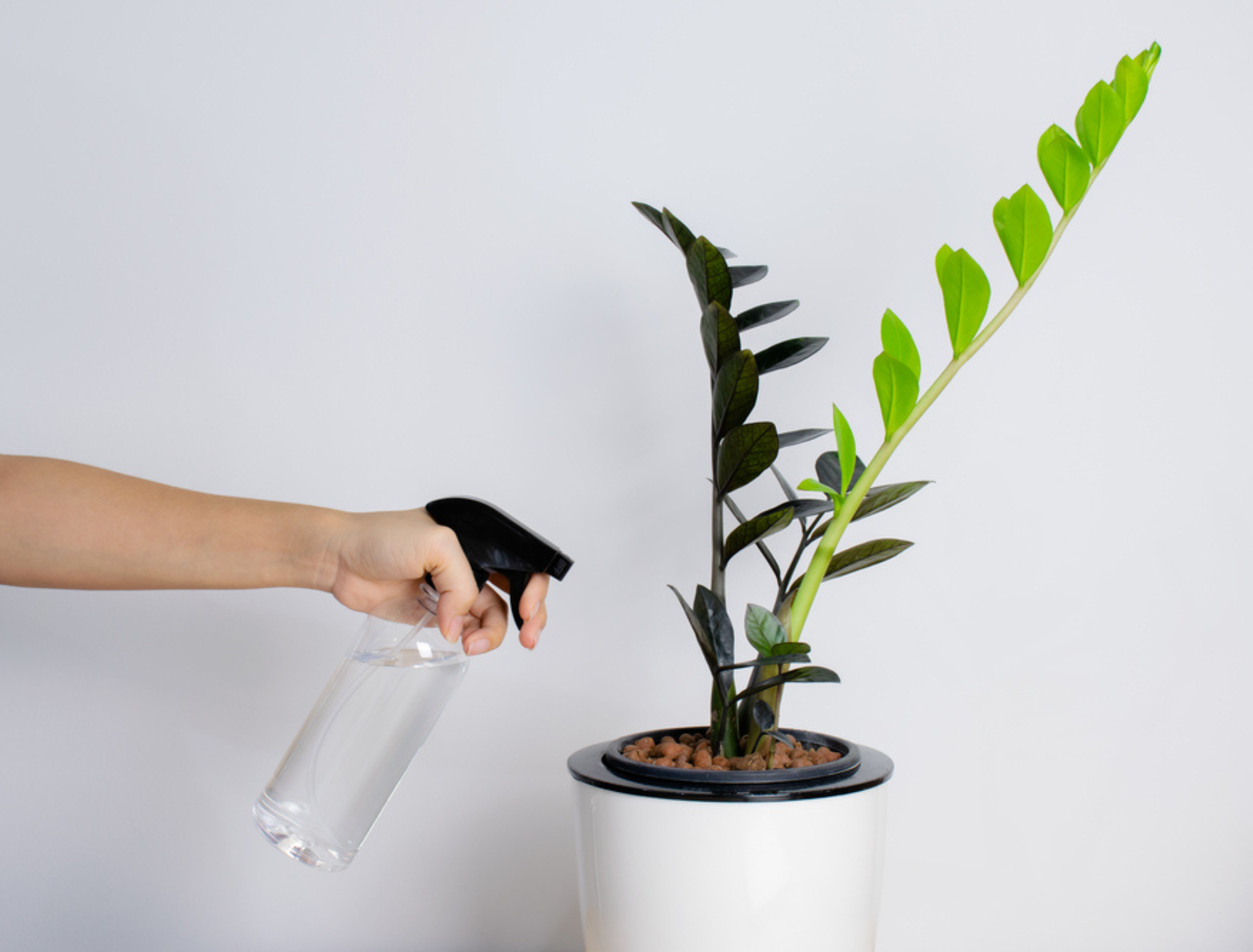 Woman Handle a spray bottle with Black ZZ Plant