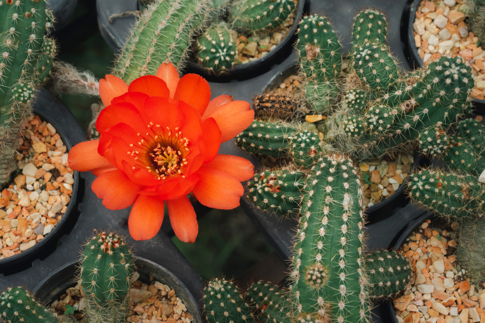 potted cactus with orange flower