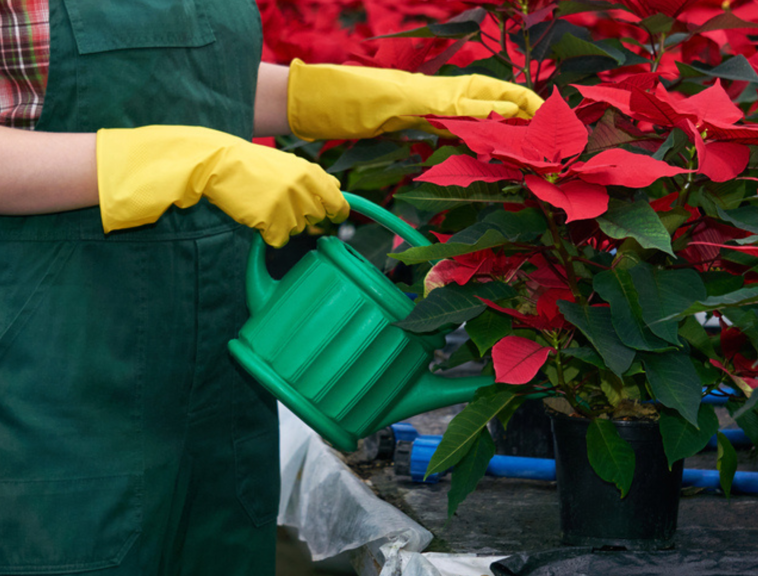 woman florist in a greenhouse takes care of poinsettia flowers by applying fertilizers or pesticides to the soil