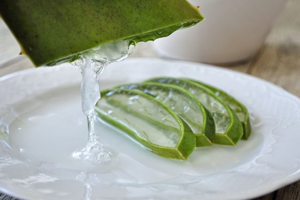 Aloe vera plant that has been cut and is begin harvested of its sap