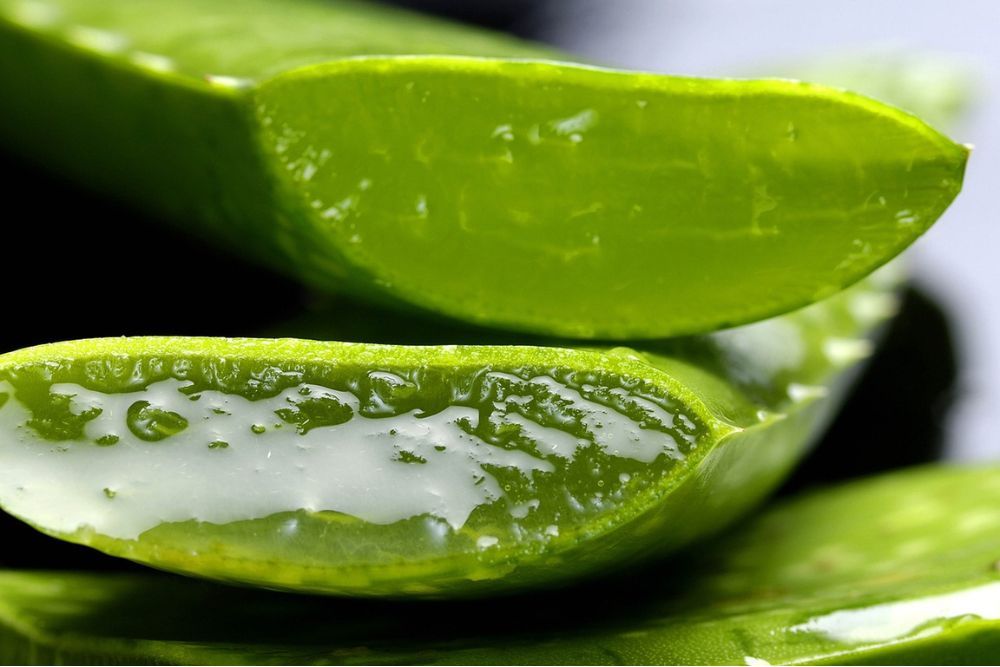 Close image of a sliced aloe vera leaf with the sap within