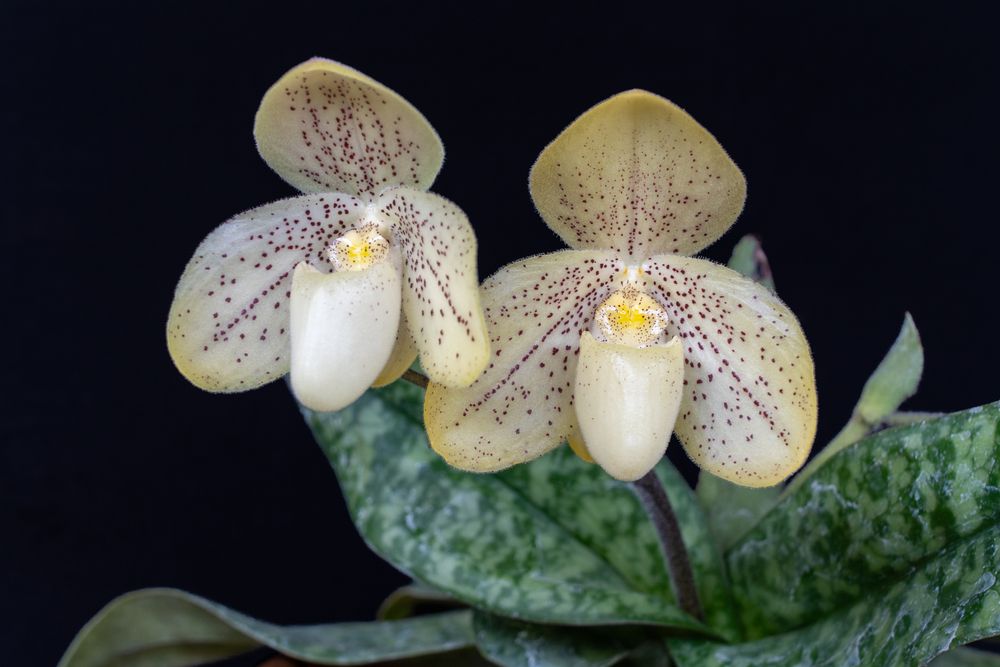 Venus's Slipper Paphiopedilum orchid