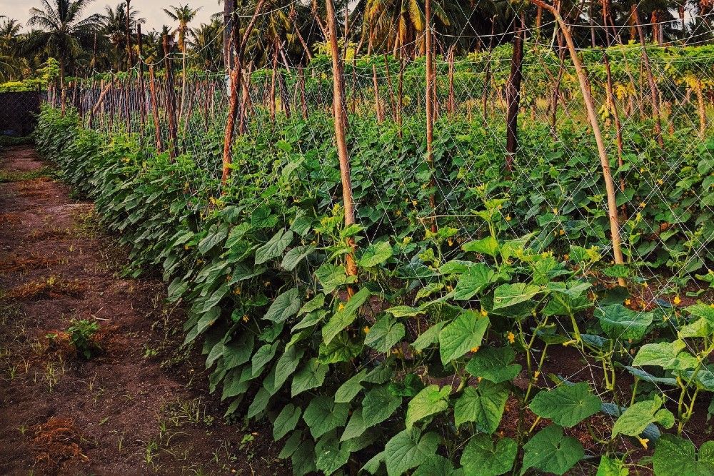 ucumber plantation growing in countryside