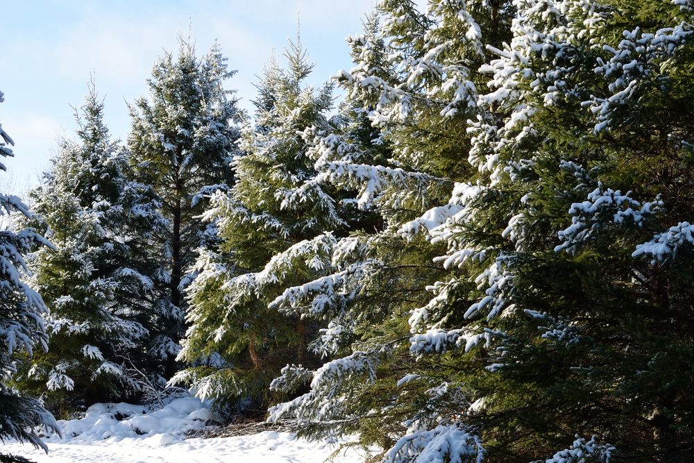 White Spruce Trees 