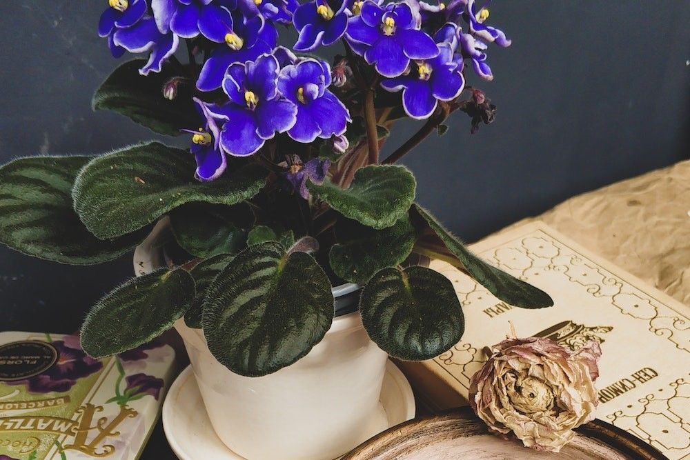 African violet on coffee table