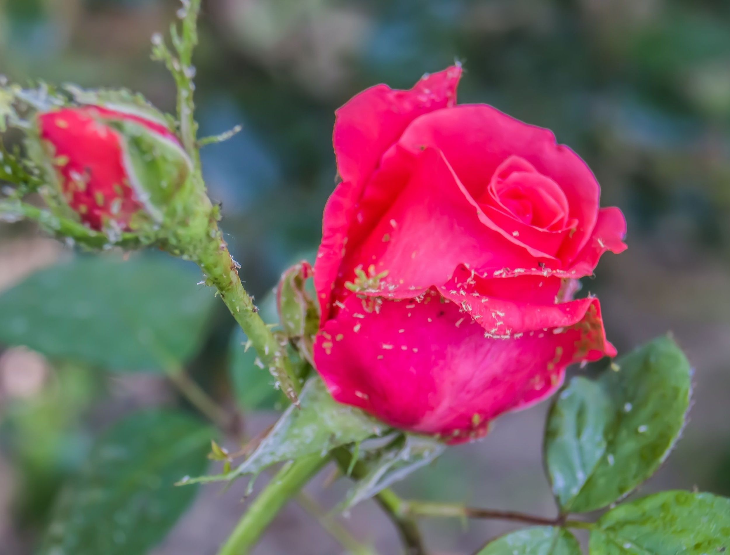 Aphids on rose flowers in nature