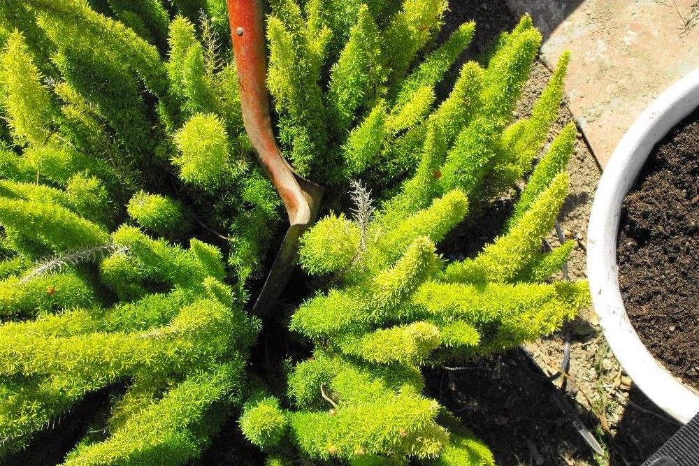 How Often to Water Your Asparagus Fern