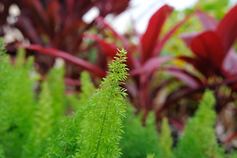 How Often to Water Your Asparagus Fern