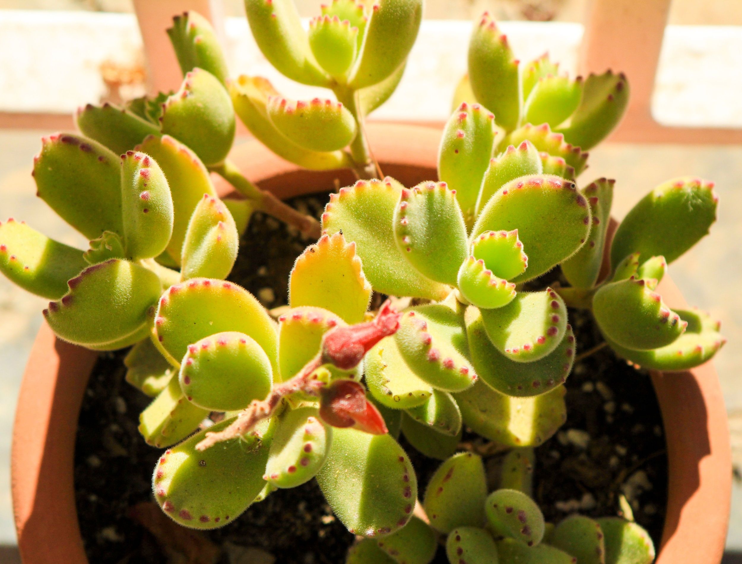 How to Grow and Care for a Bear Paw Succulent