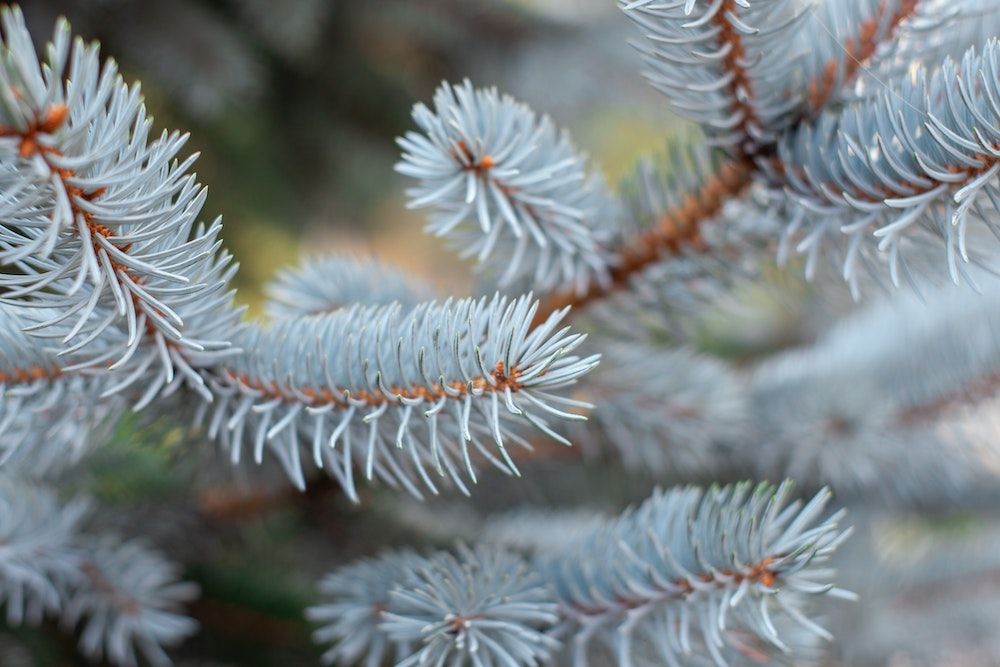 blue spruce leaves