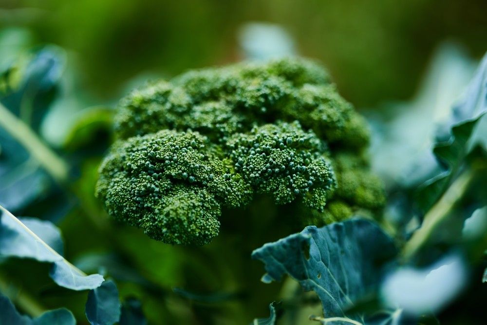 broccoli growing