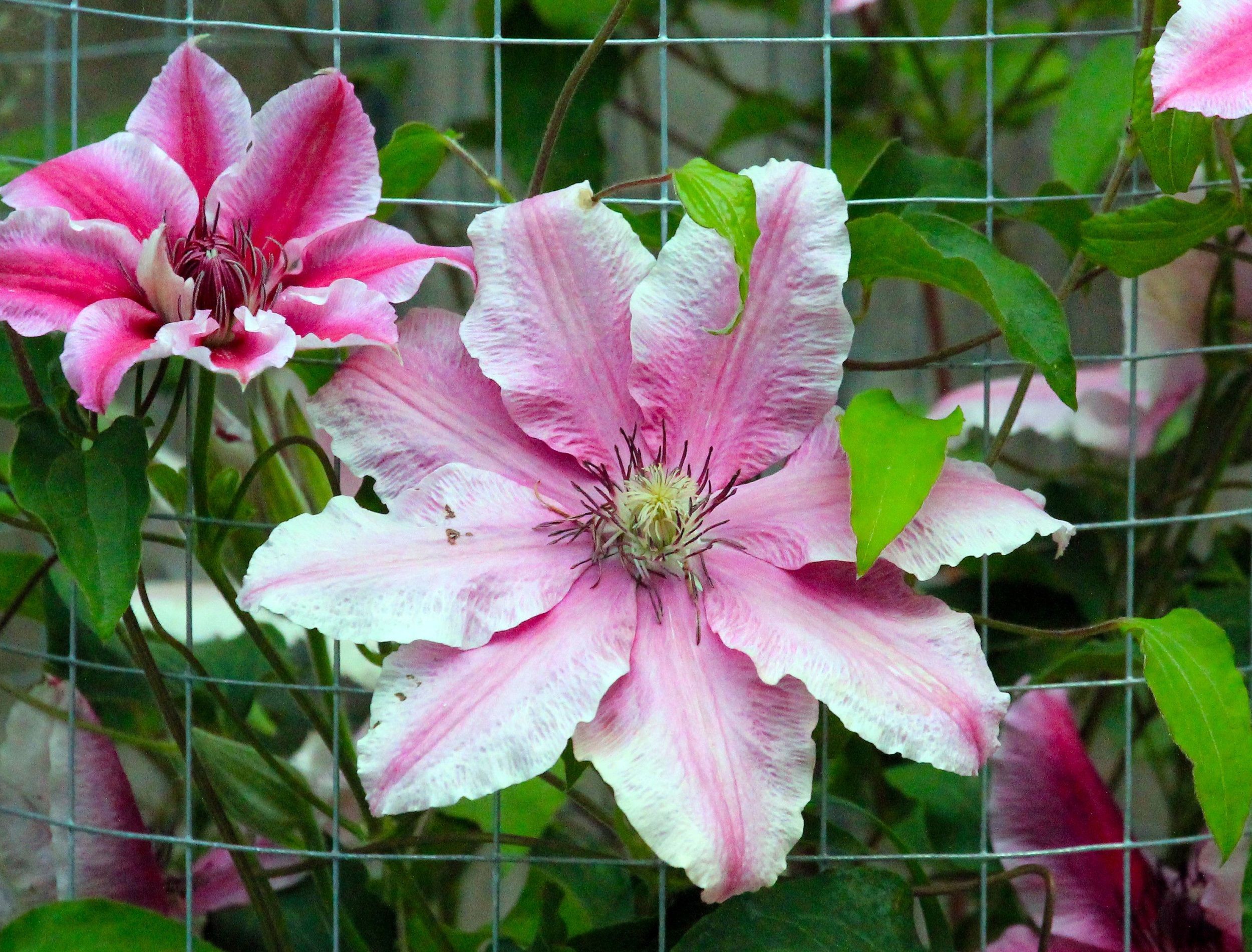 Clematis plant in full bloom being supported by a wire cage