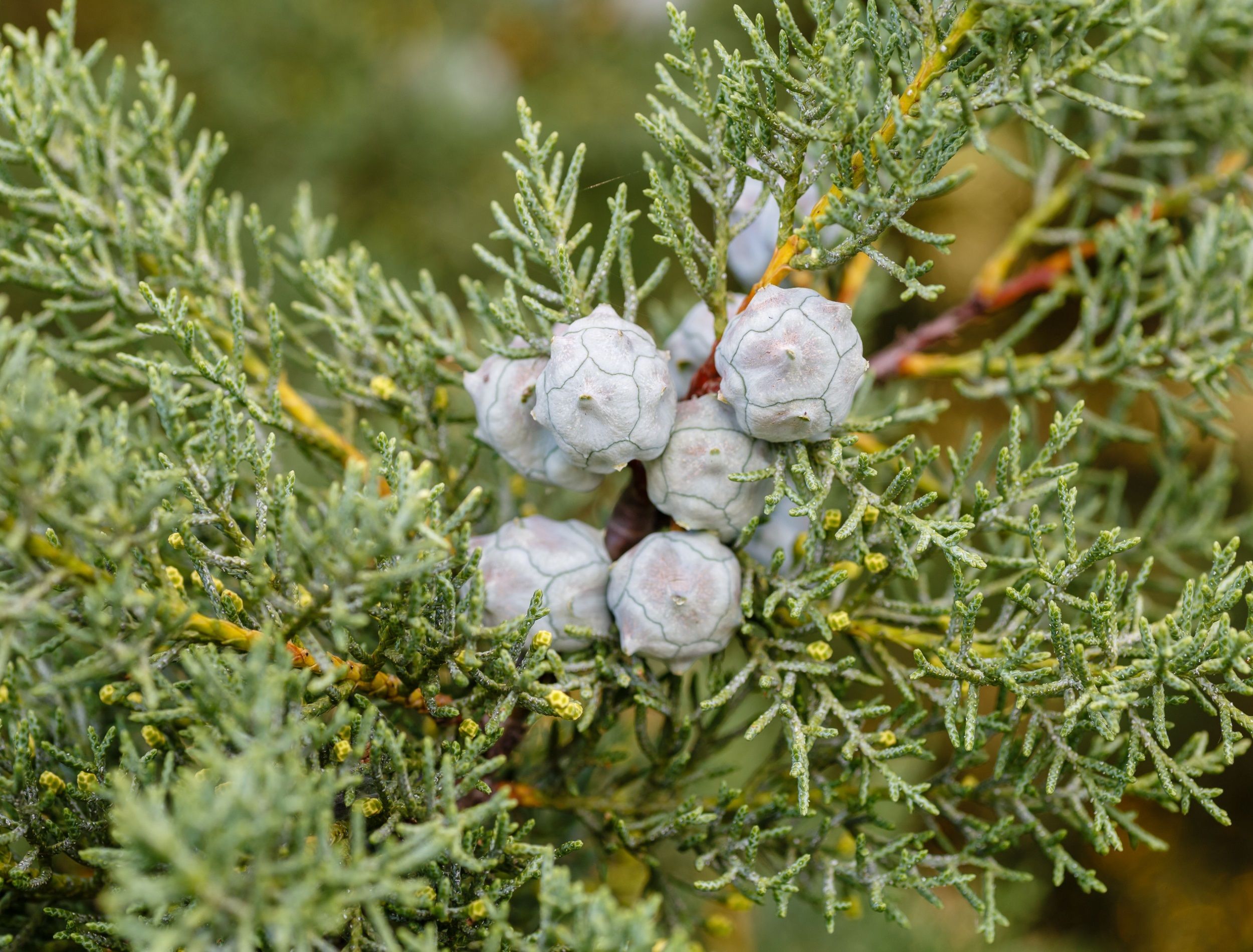 Cupressus arizonica. Pinecones and twigs with leaves Arizona Cypress.