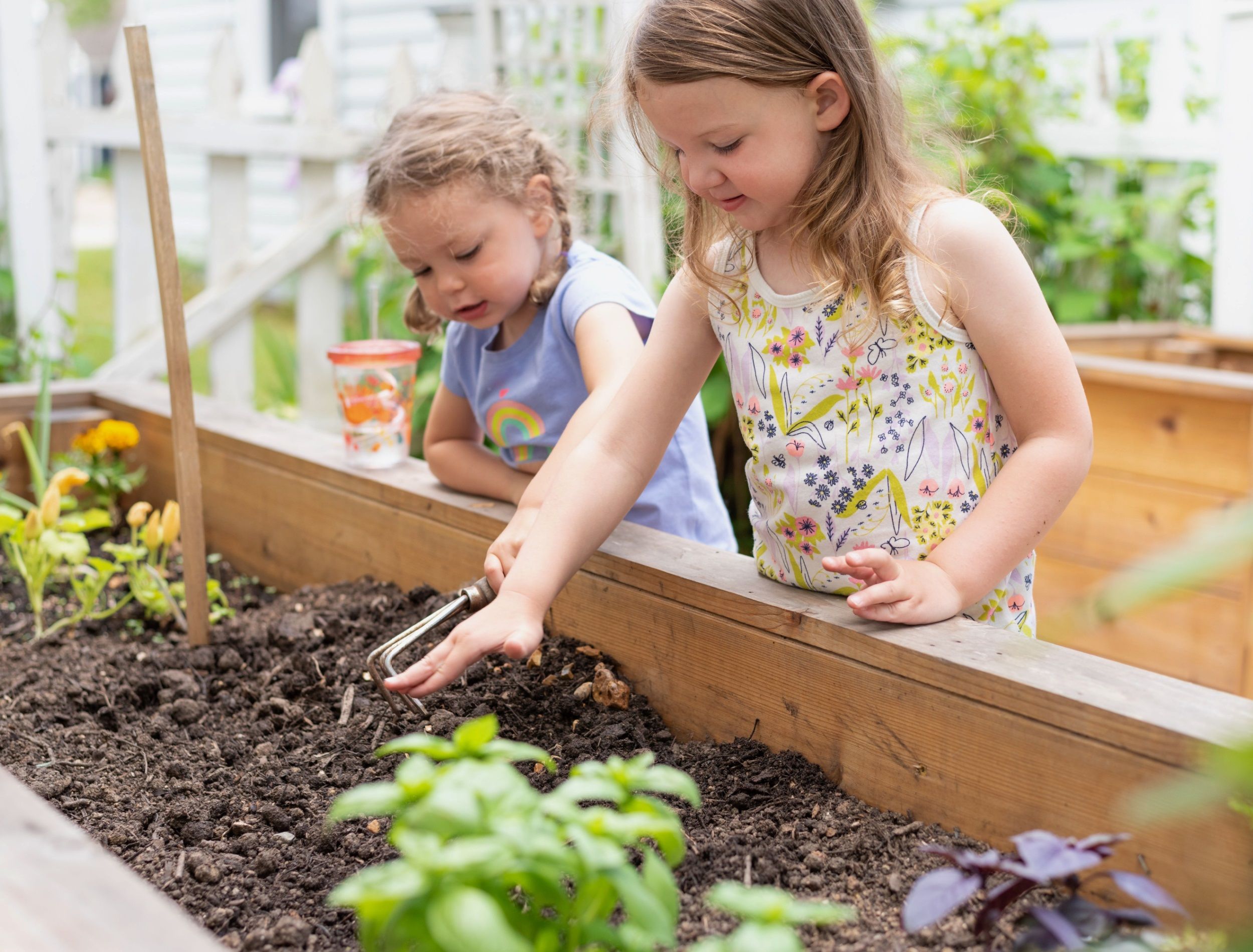 Two happy little girls digging in a raised bed garden