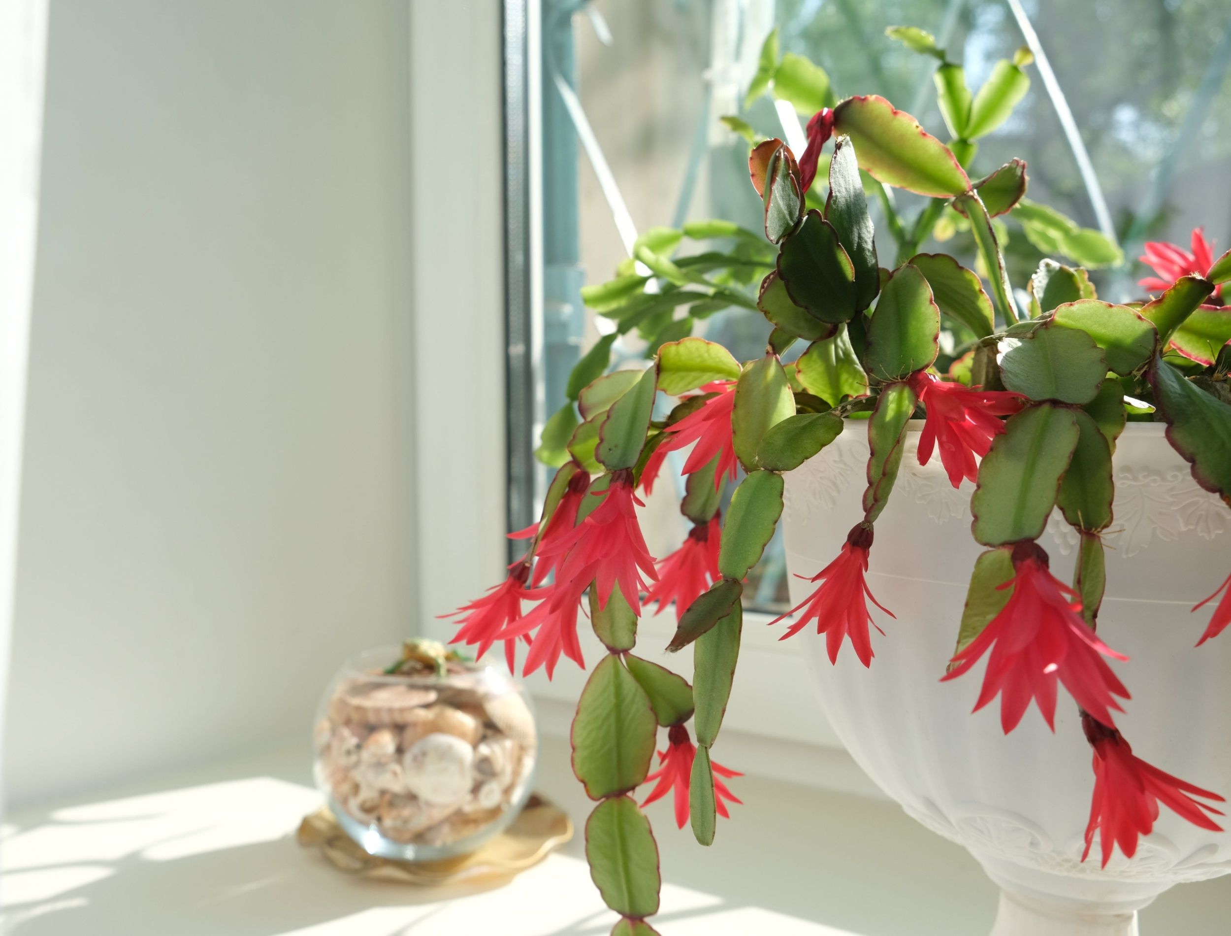 Epiphytic Cactus Schlumbergera bloom on white window sill. Christmas cactus with red flower