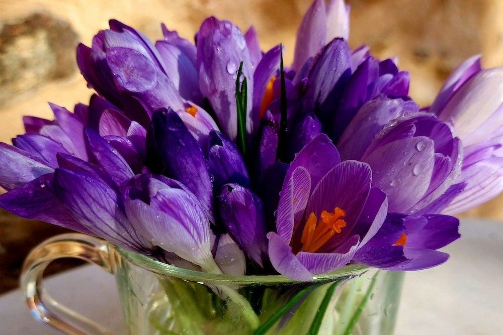6 Easiest Flower Bulbs to Force Indoors
