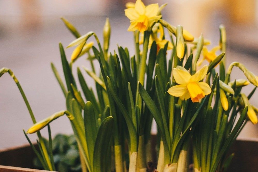 6 Easiest Flower Bulbs to Force Indoors