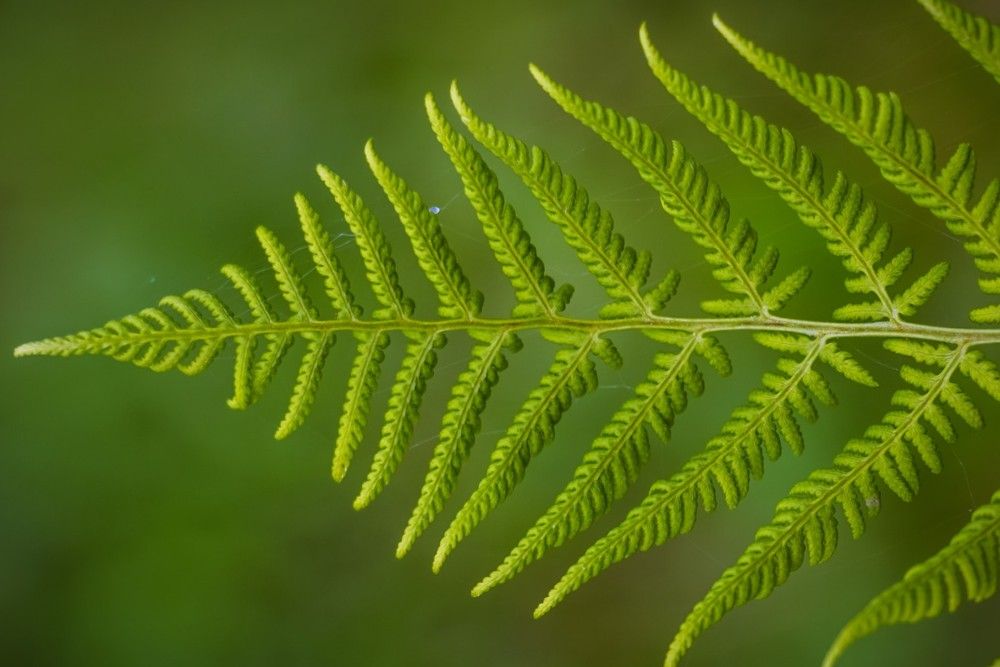 Close Up Photography of Deer Fern Plant