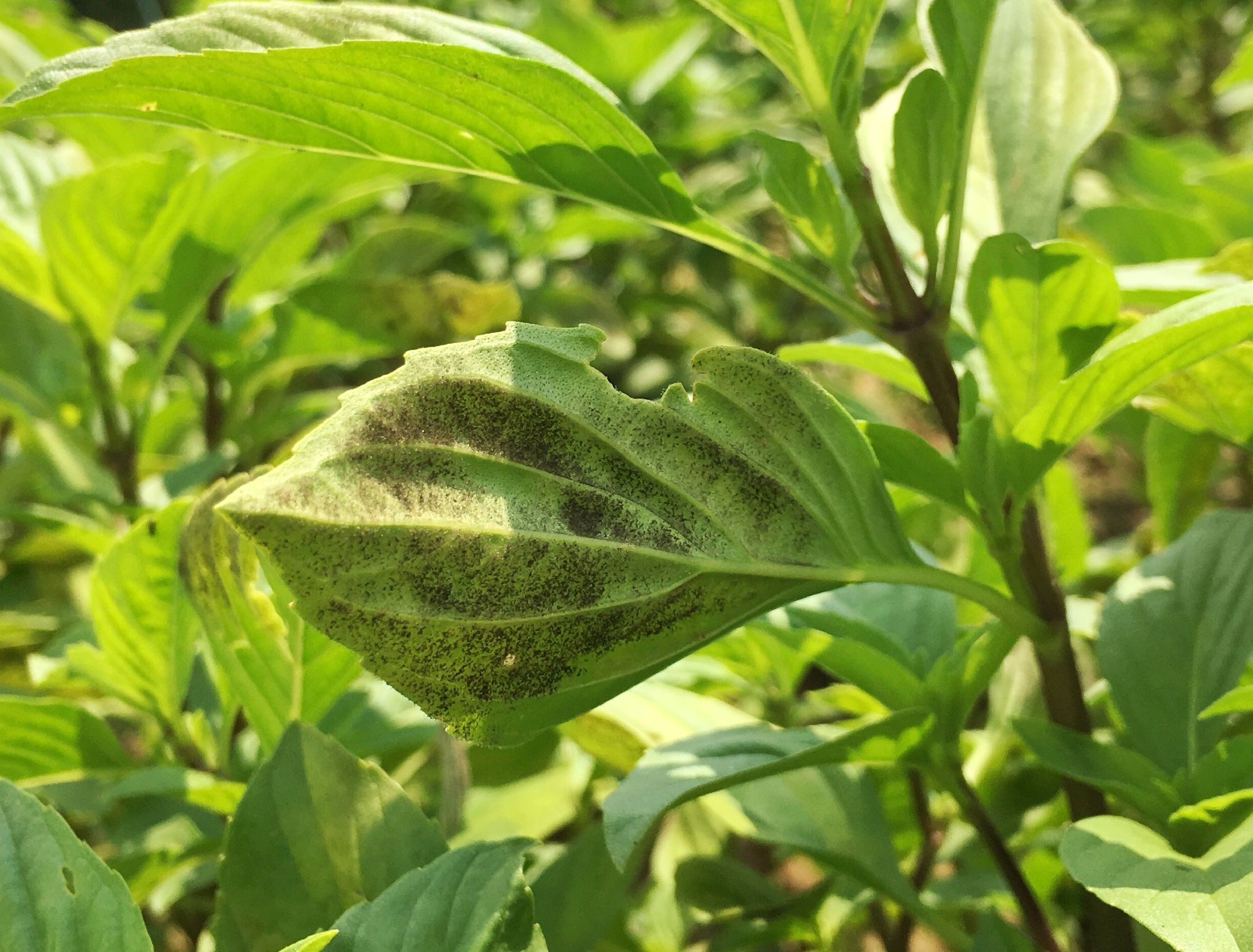Sweet Basil Downy Mildew Disease, Peronospora sp. appear on the surface of sweet basil leaves.