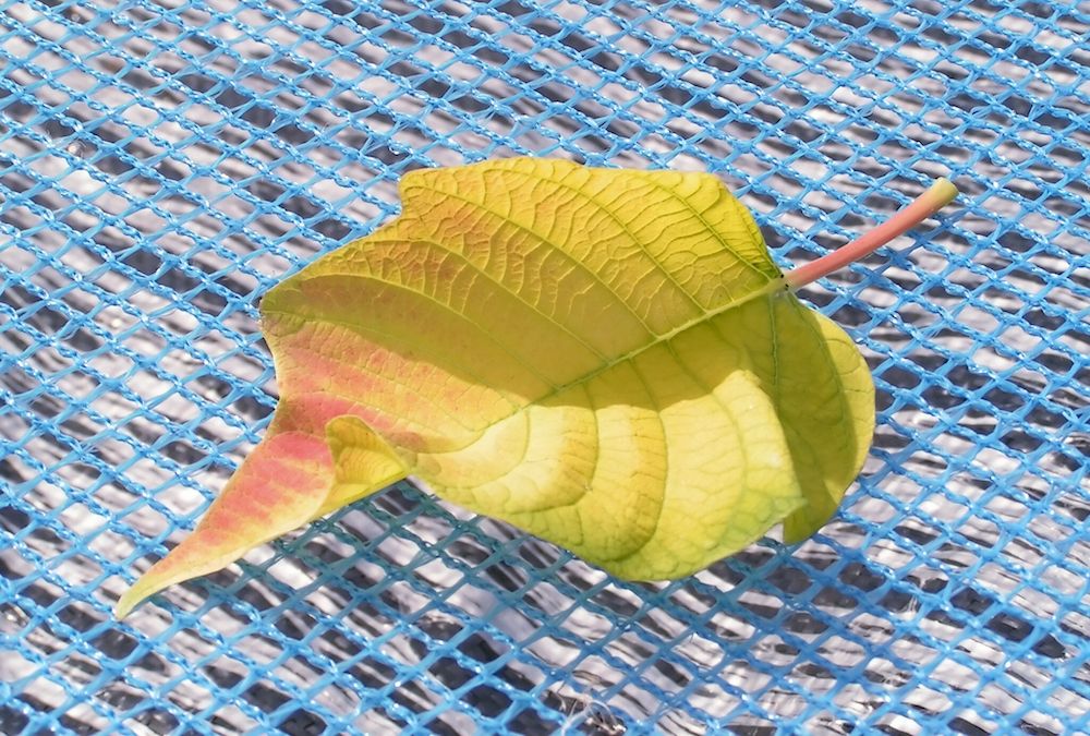 Yellow Poinsetta leaf