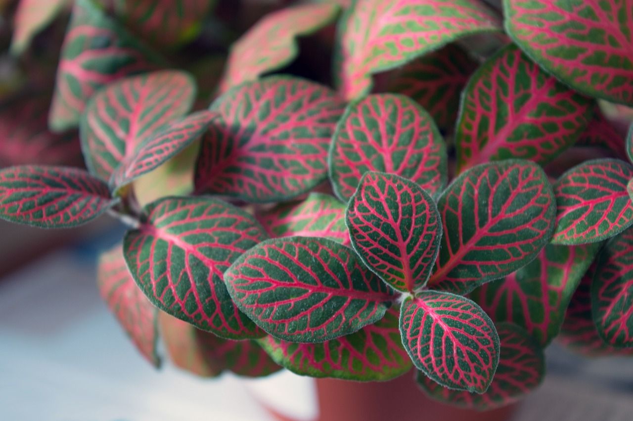 Red Fittonia Plant