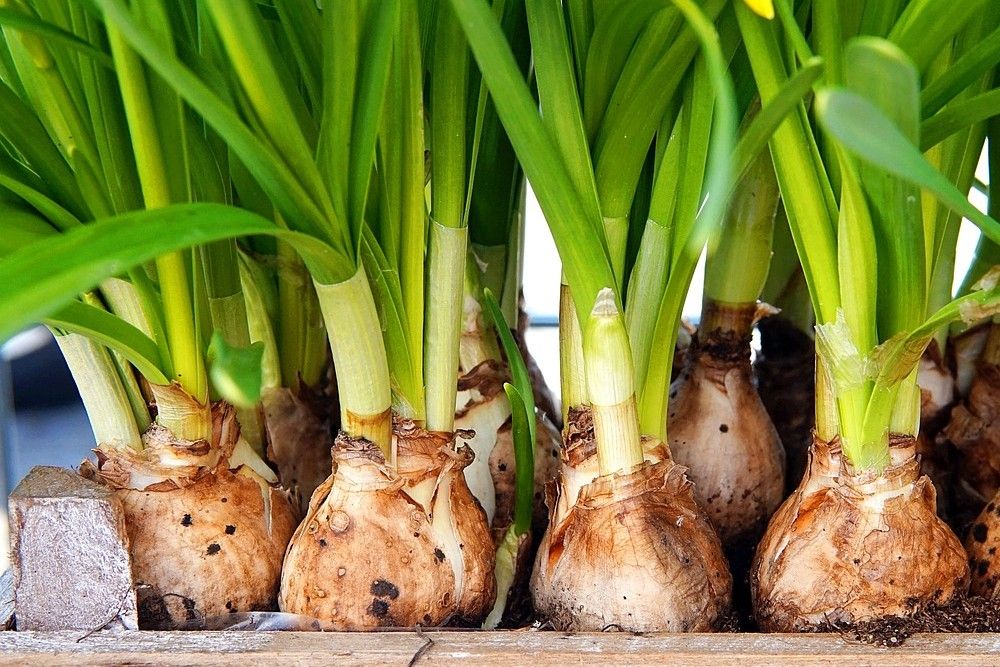 6 Easiest Flower Bulbs to Force Indoors