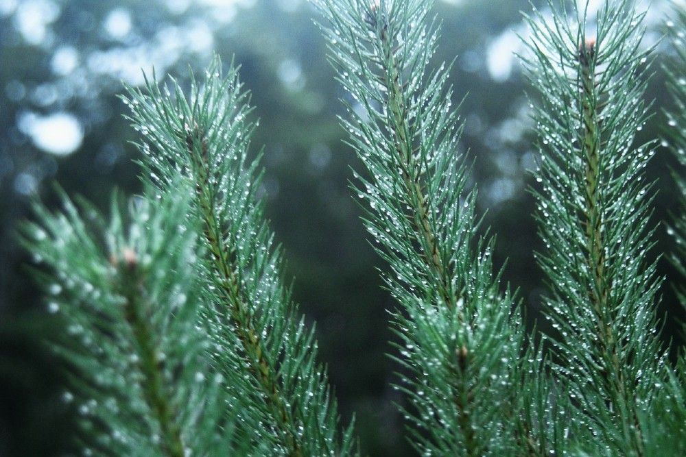 water droplets on evergreen needles