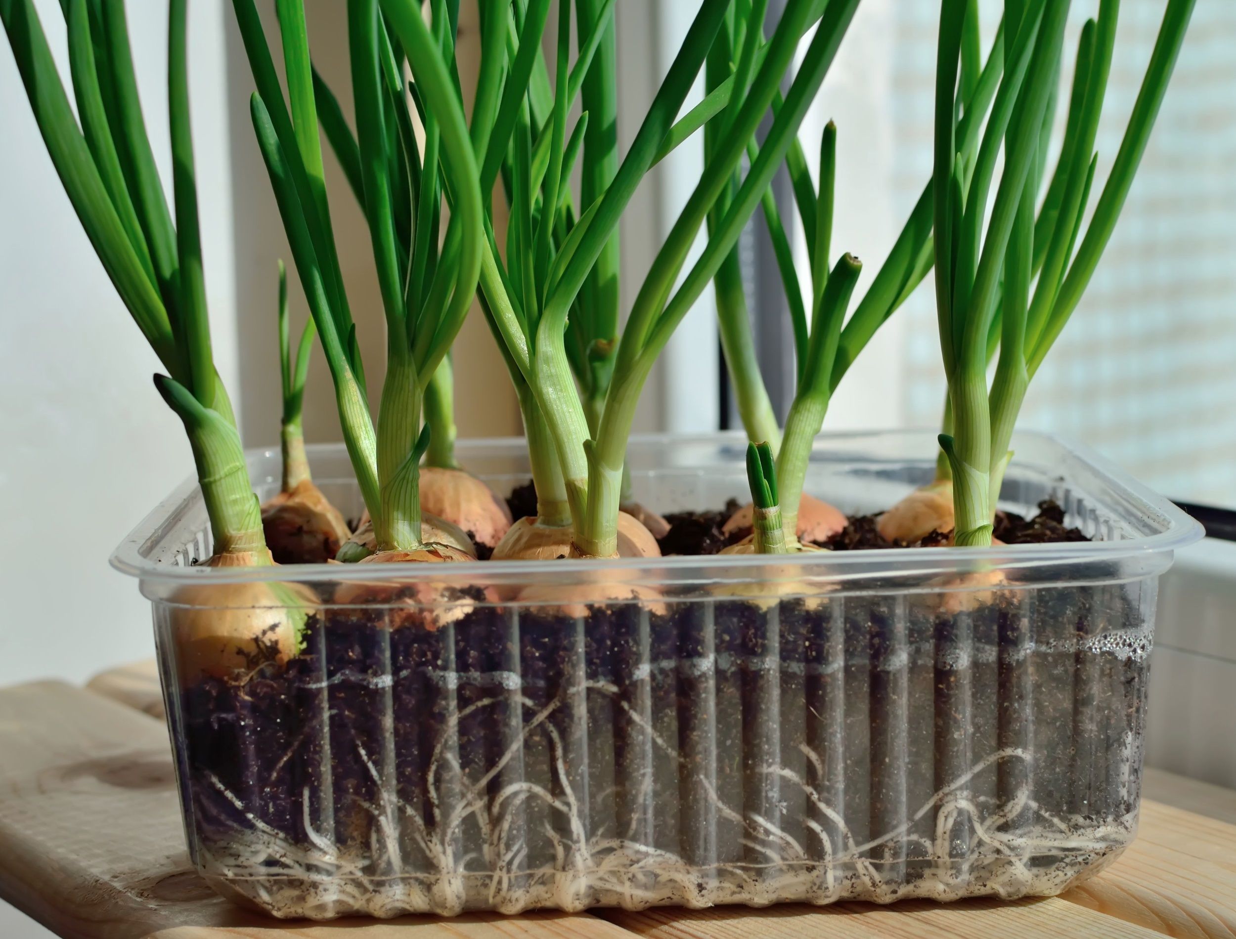 Green onions grow on the windowsill in a plastic pot