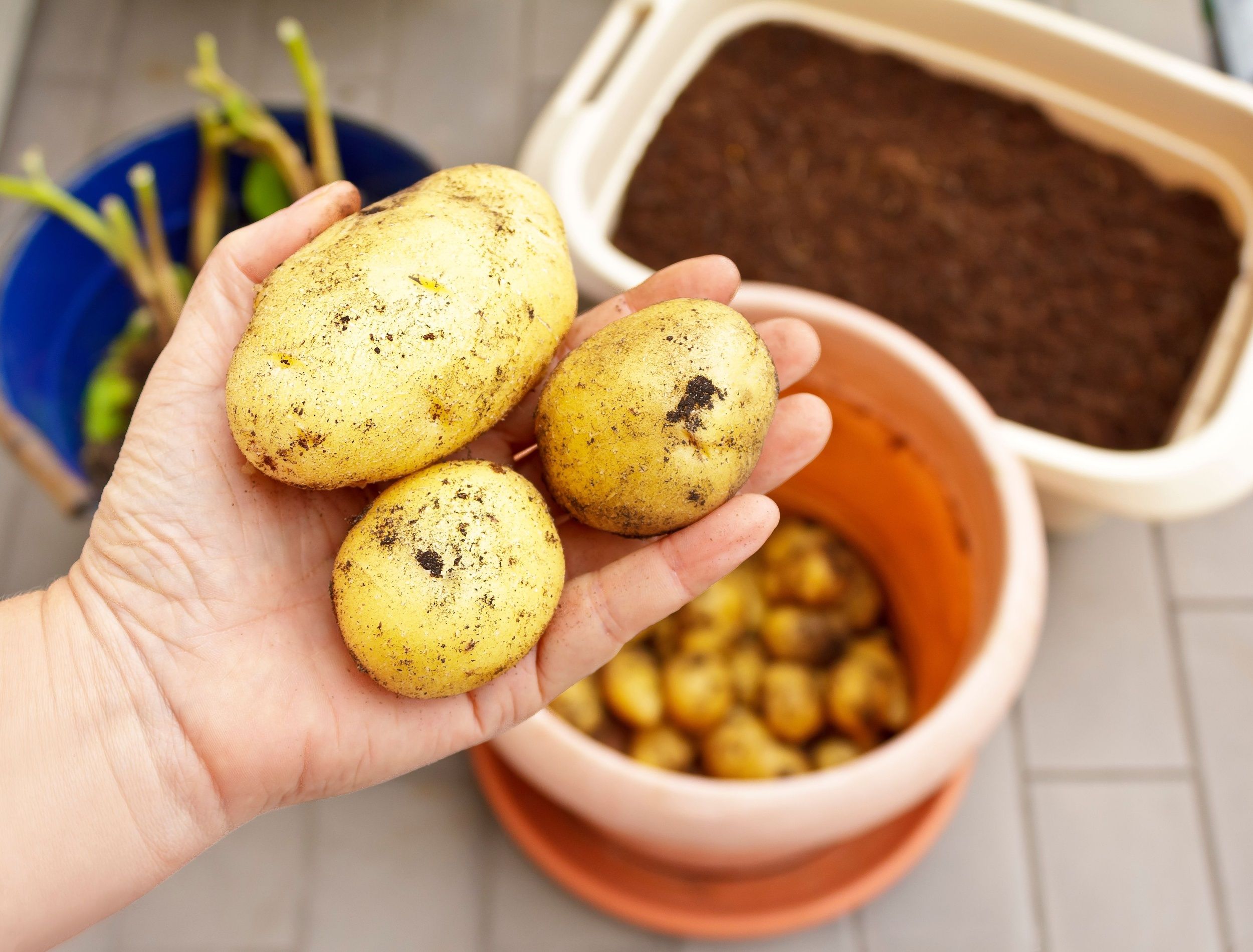 Photo series about growing potatoes in containers on balcony, patio or terrace: 8. Harvest the potatoes by carefully separating them from the soil.