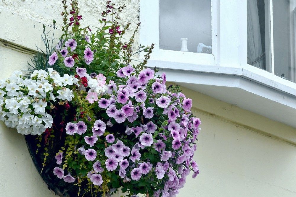 5 Winter Hanging Basket Ideas