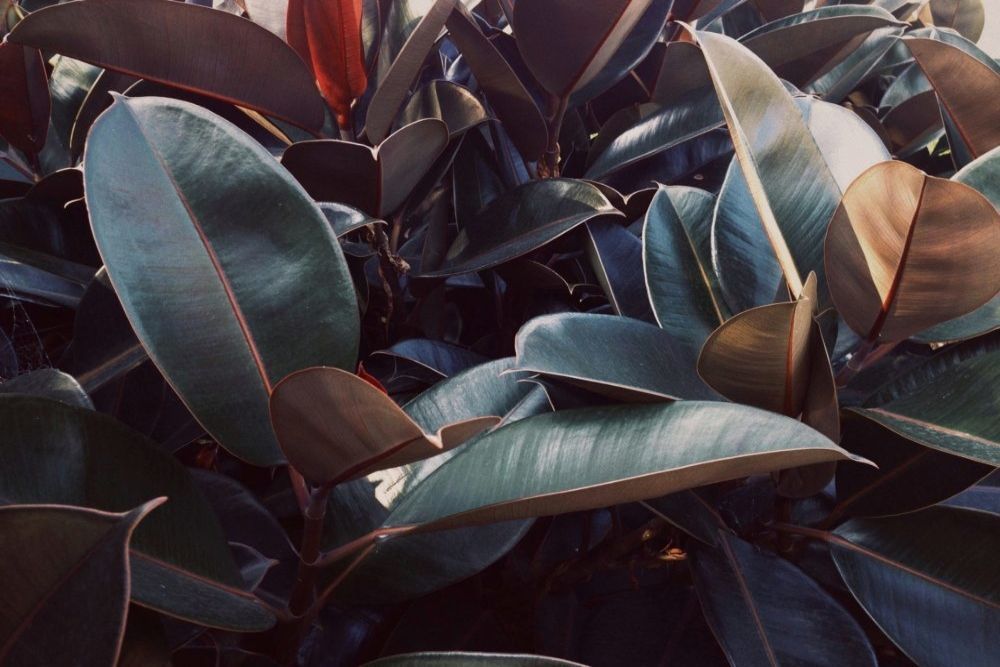 Rubber plant leaves