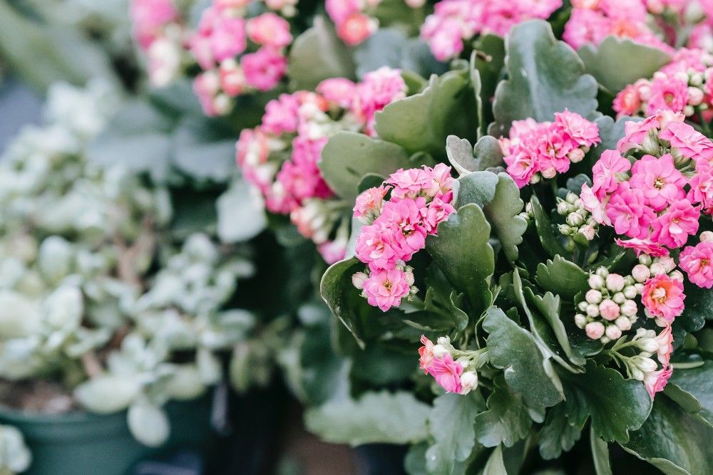 kalanchoes in containers