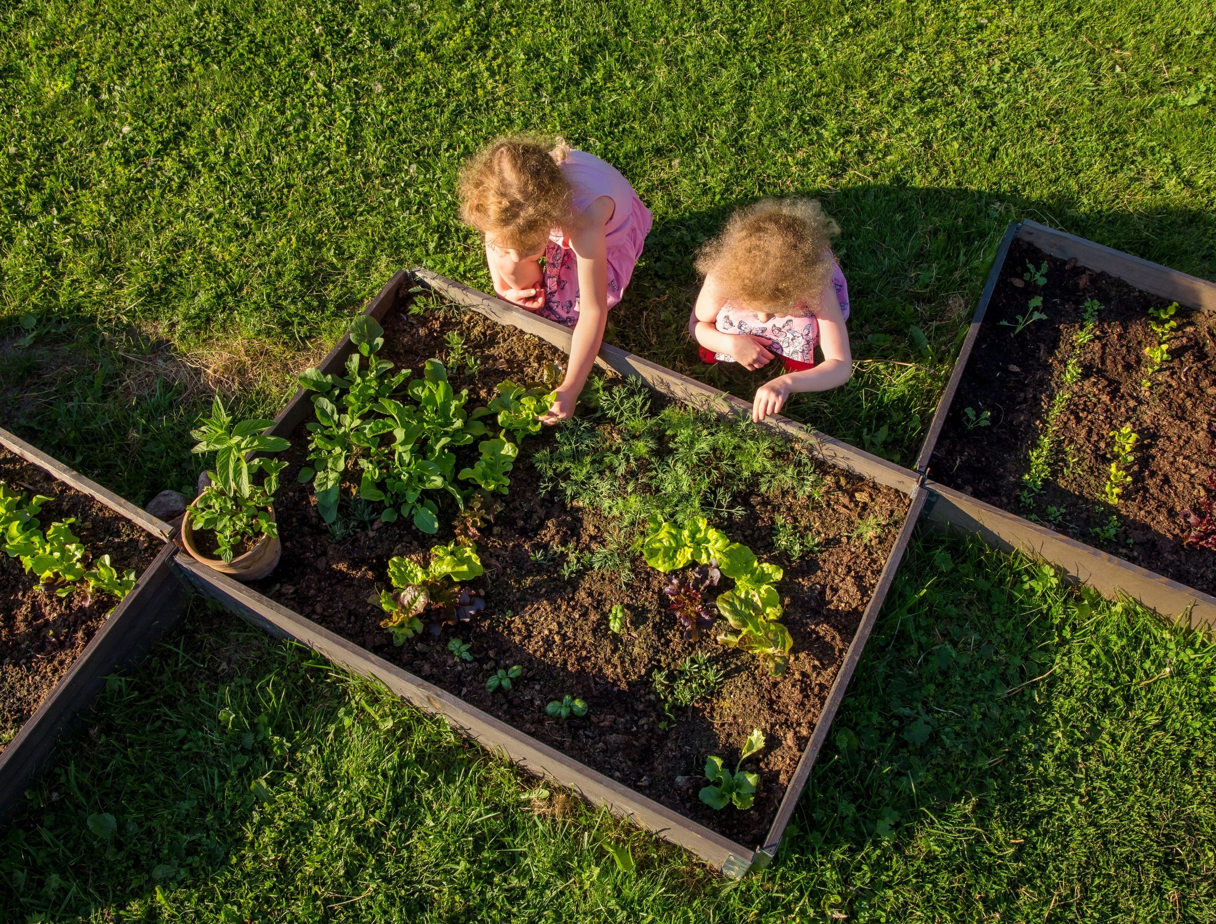 Children at community garden picking lettuce for eating. Boxes filled with soil and with various vegetable plants growing inside, raised bed. Sunny spring evening.