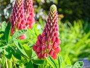 8 Longest Blooming Perennial Flowers You Need In Your Garden