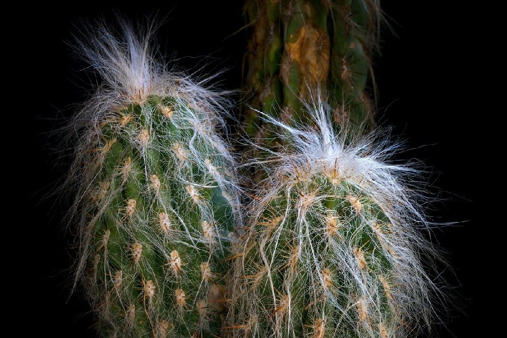 cactus covered with white hair