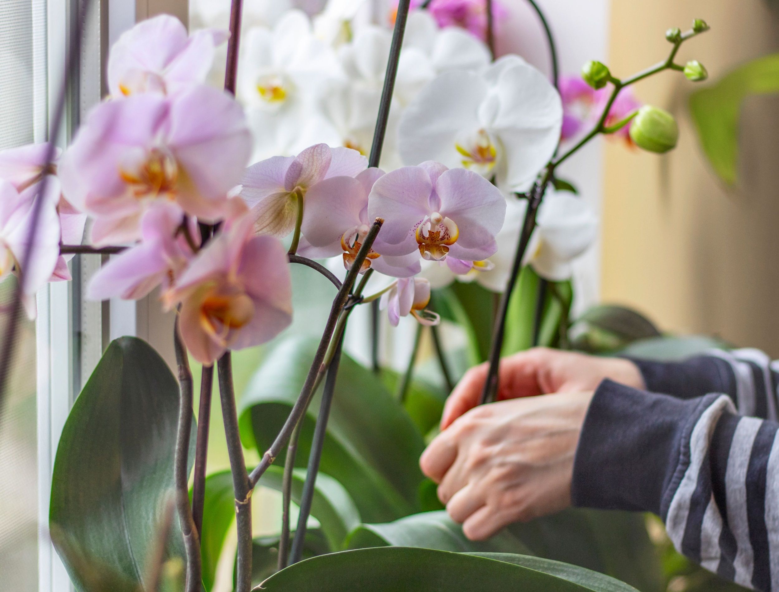 Houseplants and flowerpots care concept. Hands and orchid flowers on windowsill close up.
