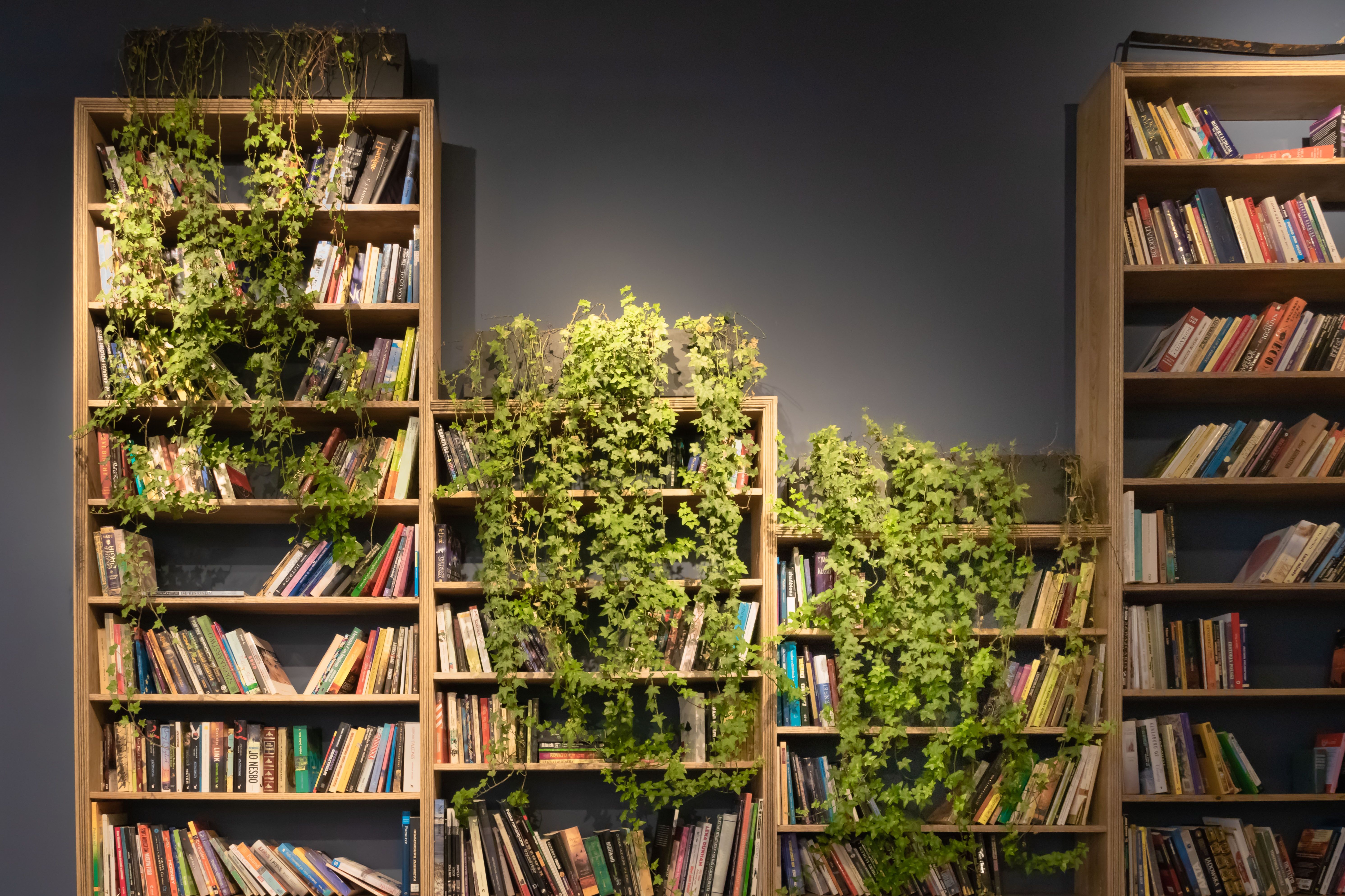  English Ivy on a Bookshelf