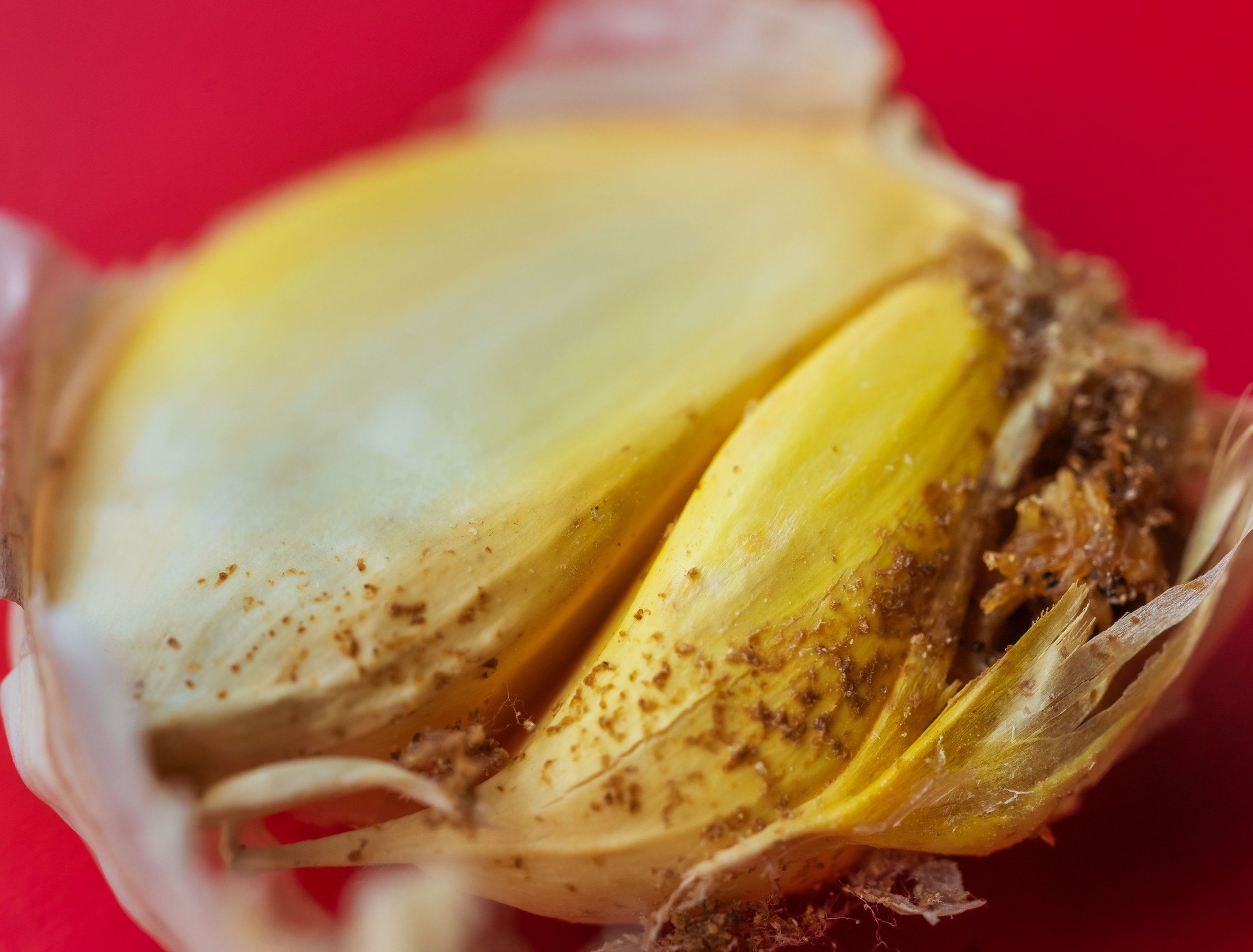 Garlic head with pest close-up macro photography. Onion fly larvae in garlic. Garlic bulb damaged by pest