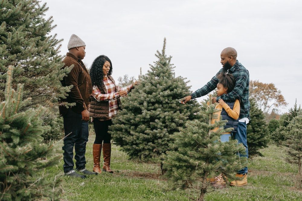 family picking out a real christmas tree
