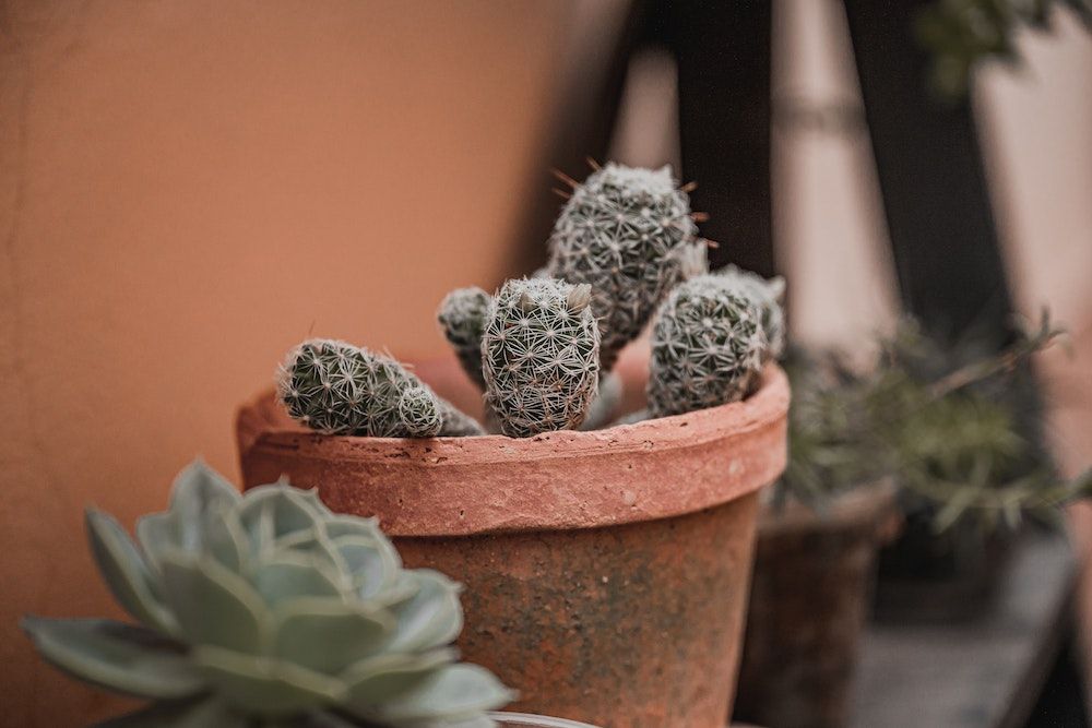 Close Up photo of a Potted Cactus